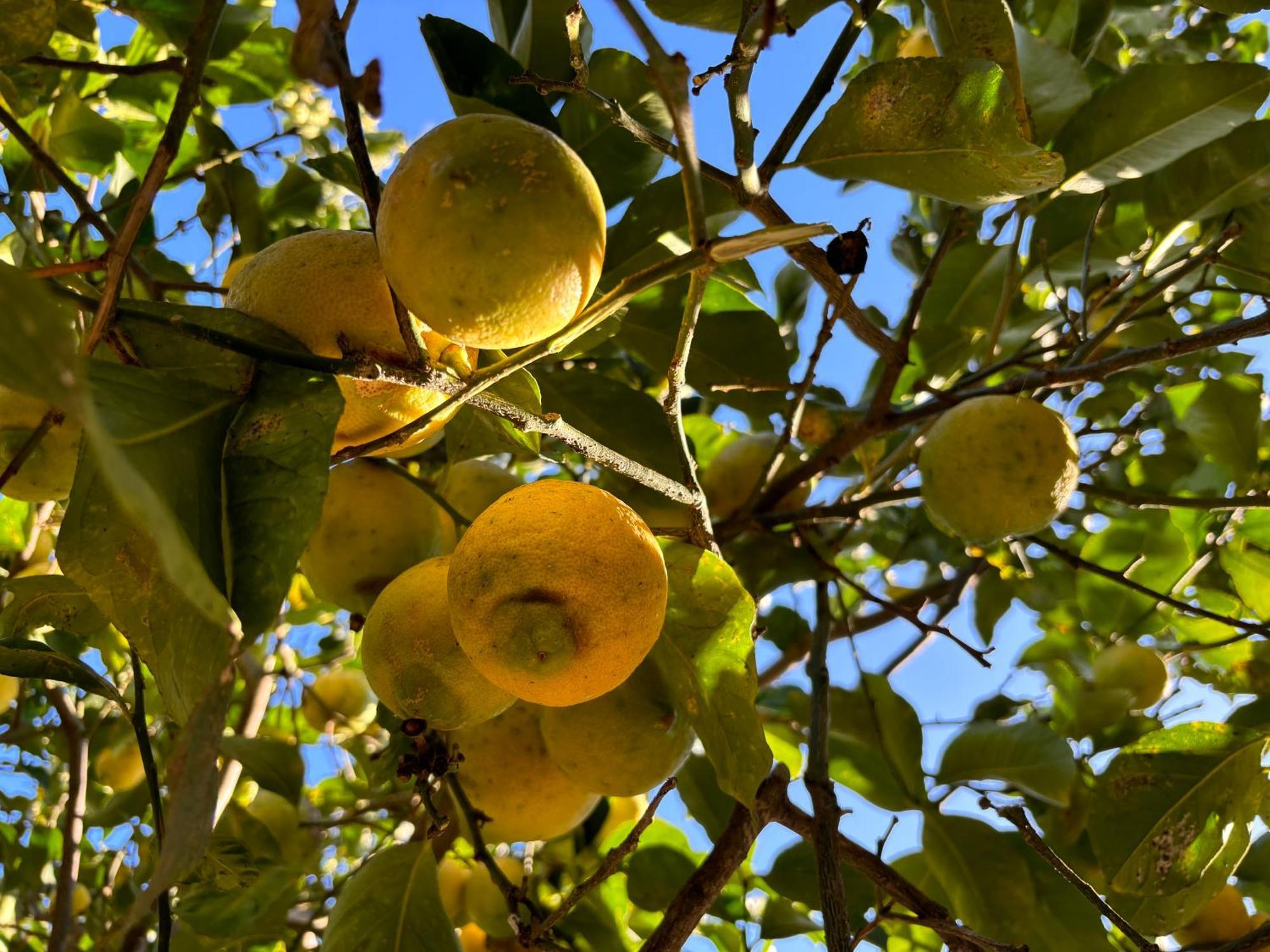 فيلا Ificumori, Campagna Ammare مارينا موديكا المظهر الخارجي الصورة